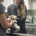 Exploring Opportunities to Volunteer with Animals through Community Services in Miami, FL